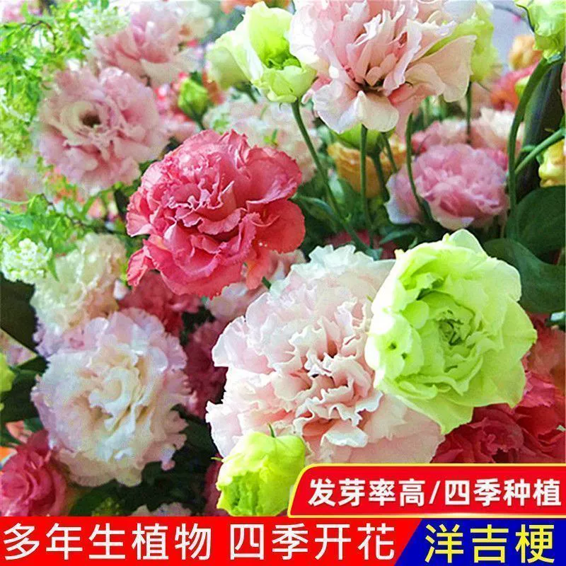Импортные двойные семена цветов эустомы Four Seasons посев цветение легко жить балкон двор зеленое растение горшечные цветочные семена