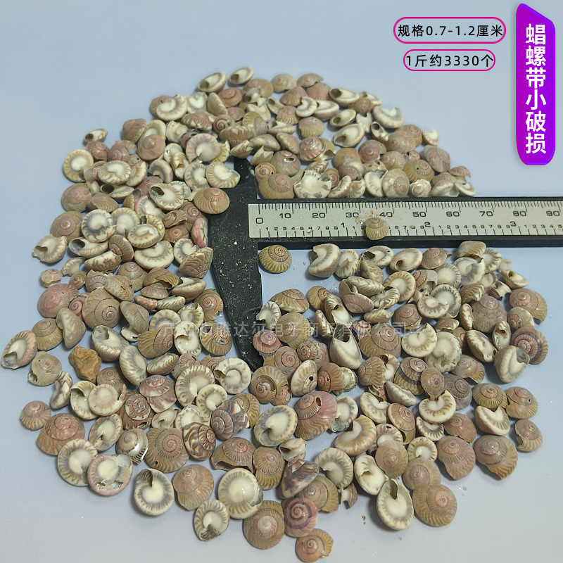 貝殻と法螺貝 1～2cmをポンド単位で販売、貝殻と砂を混ぜて手作りのDIYテーブルを製作、ドリフトボトルを製作|undefined