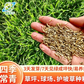 工程混合草种高羊茅黑麦草踩踏草皮四季常青园林景观草坪牧草