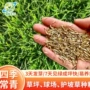景观混合园林工程黑麦草