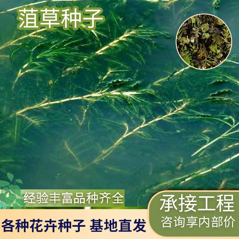 Оптовая продажа семян водных растений, водной травы, растений для аквакультуры, каменных водорослей, растений для очистки воды, листовых водных растений.