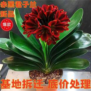 �҃Ȯ��껨���_���ļ�����ֲ�������������m�����m�����Դ���