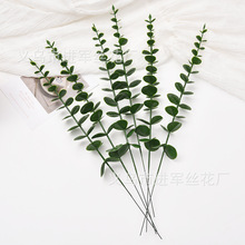 �����֦�ȼ���ֲ�� ��c�Ҿӻ�ˇ�廨�~�� �辰����������X֦