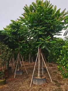 麻楝树假值苗基地直径15-20分麻练树行道树乔木市政绿化常绿化树-阿里巴巴