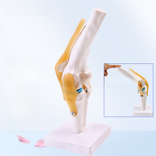 Human knee joint model shoulder joint elbow joint hand joint foot joint hip joint natural large bone model