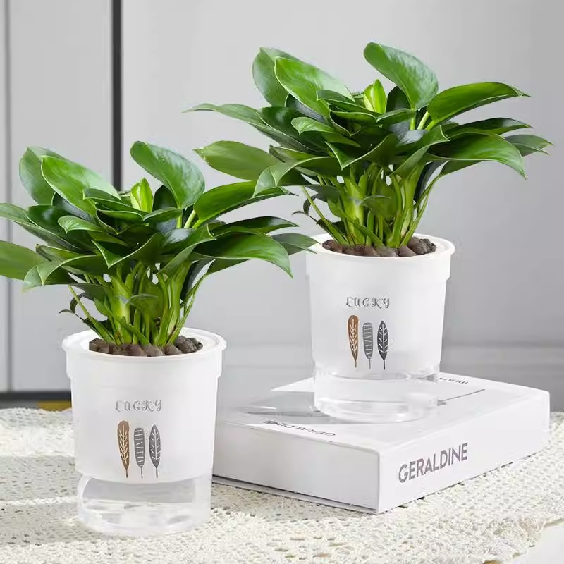 3 골든 다이아몬드 25-30cm [깃털 물통] + 영양액 [2 화분 특별 제공]