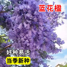 蓝花楹种子蓝雾树种籽盆栽花卉别墅庭院高档植物行道绿化树种