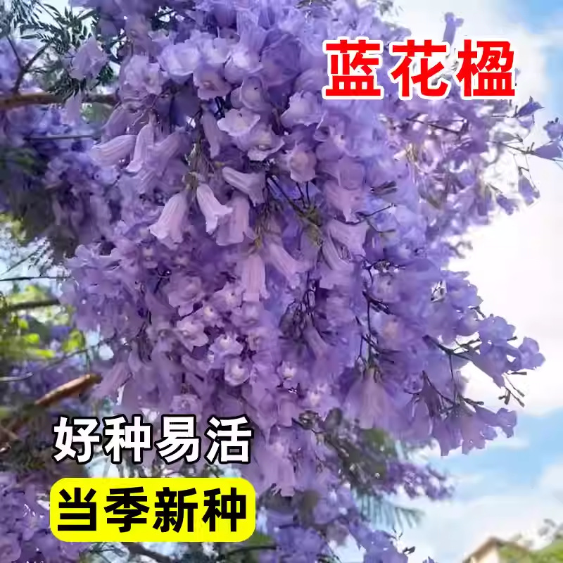 蓝花楹种子蓝雾树种籽盆栽花卉别墅庭院高档植物行道绿化树种
