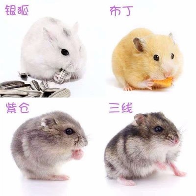 兔子活体小型仓鼠颜色随机宠物迷你自动公天竺鼠碗