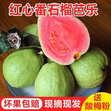 【新鲜直达】当季红心芭乐番石榴新鲜水果5/3/2斤试吃装 150-400g