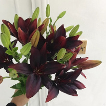 香水百合花 香水百合花品牌 图片 价格 香水百合花批发 阿里巴巴