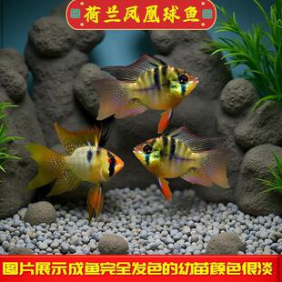 ���m�P�����~�{���Ӱ����_�������ӟᎧ�^�p�~С���~���w�����~