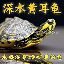 深水龟黄耳吃粪龟鱼缸混养纯种稀有侧劲冷水族观赏宠物小乌龟活物