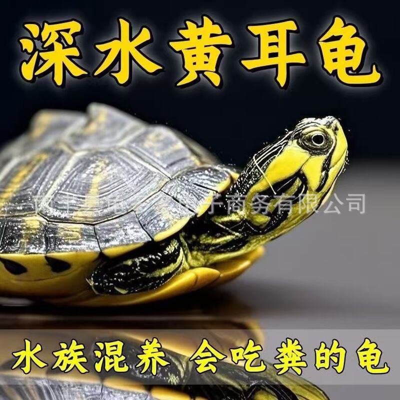 Deep-Water Turtle with Yellow Ears Eats Feces, Turtle Fish Tank Mixed Breeding Pure Breed Rare Side-Strength Cold Water Aquarium Ornamental Pet Small Turtle Live Animal