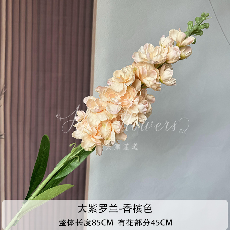 샴페인