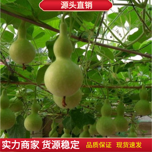 ɢ�b ���J�N��  ����J ���J���J ����� ����J�N���߲˷N�Ѱ��]