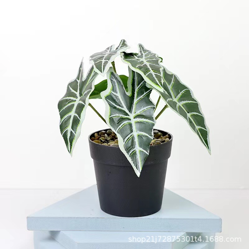 小石子国际盆 山芋叶