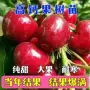 地栽新品新奇盆栽钙果苗