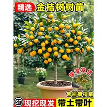 Ƥԭ玧~l؛ļʳßoĘ̌҃