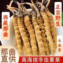 2024年野生冬虫夏草干货正宗藏区头期虫草批发价高档礼盒装