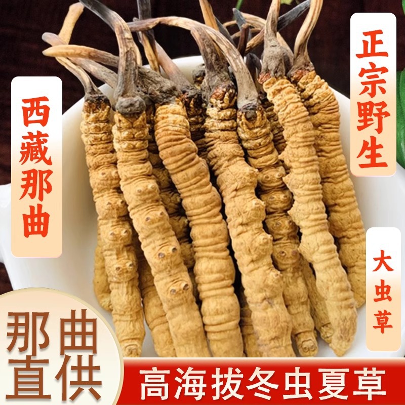 2024年野生冬虫夏草干货正宗藏区头期虫草批发价高档礼盒装