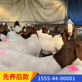 先养后付款波尔山羊小母羊批发活体羊苗送养殖资料教养羊技术
