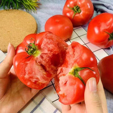 非轉基因老品種大番茄種子早熟高產西紅柿籽春季陽台菜園蔬菜種孑
