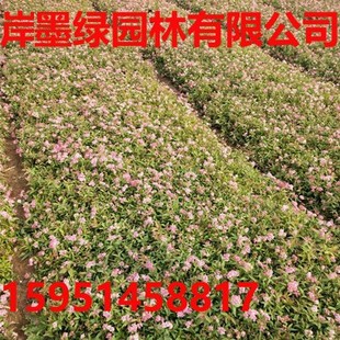 Base Direct Sales Pink and White Flower Spirea, Jinshan Spirea, Various Spirea, Various Specifications, Large Quantity Discounts