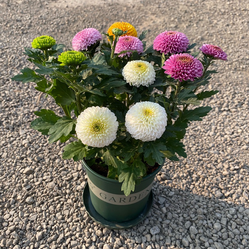 혼합 색상 3-4 색상 폭발 추천 [1 분지]