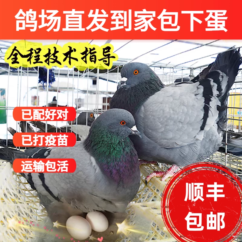 Пара живых голубей, крупные наземные королевские голуби, декоративные голуби, разведенческие и декоративные голуби, гоночные голуби, мясные голуби, молодые голуби.