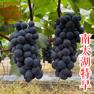 ��̫������������ �칤ī���ձ���Ʒ�N���ĺڟo�˼޽����ј���