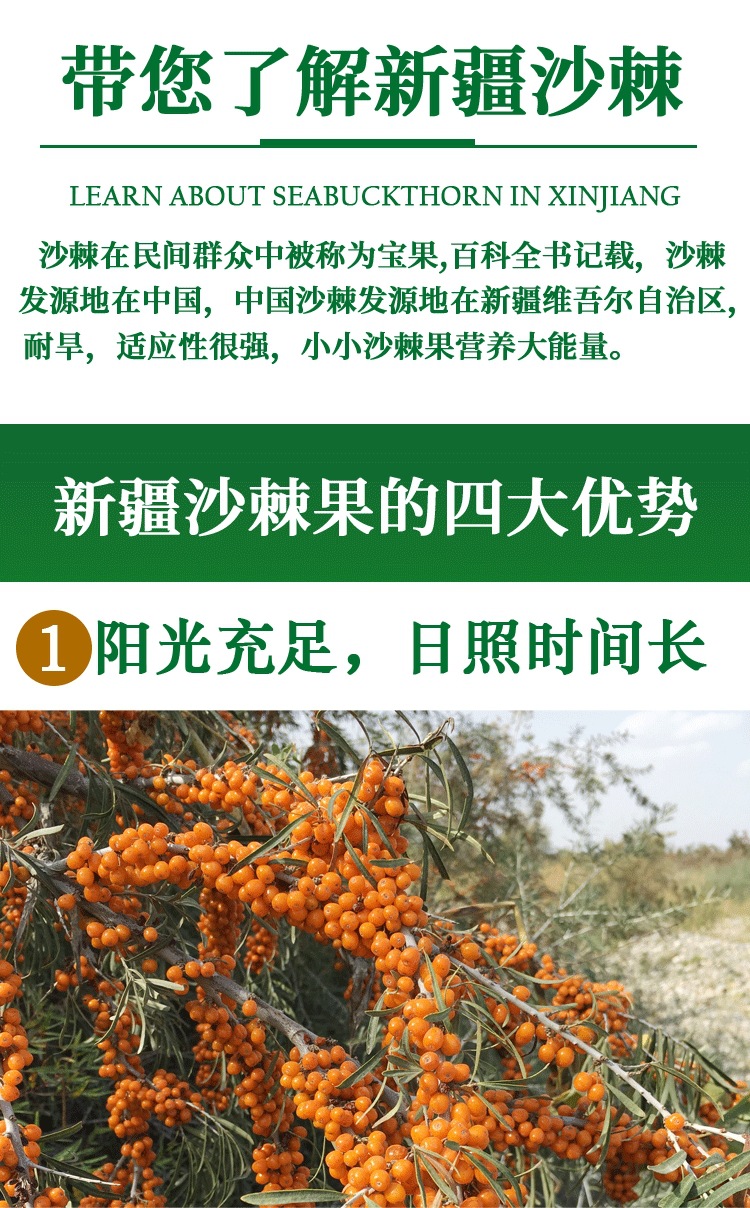 Sea Buckthorn Fruit Sha Ji 500g Wild Xinjiang Dried Berries for Tea Jam and Powder Making key features