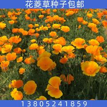 包邮多年生草花种子观赏园艺花菱草花籽四季易种 花菱草种子