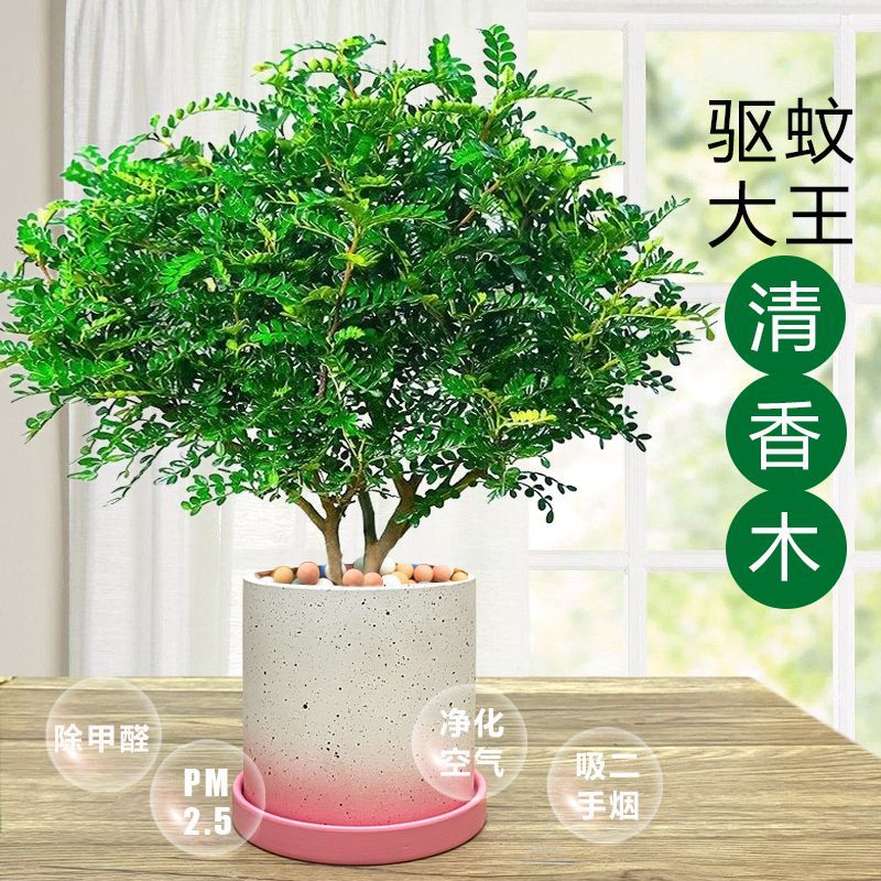 驱蚊草植物室内外驱虫草胡椒木花卉客厅办公室绿植老桩清香木盆栽