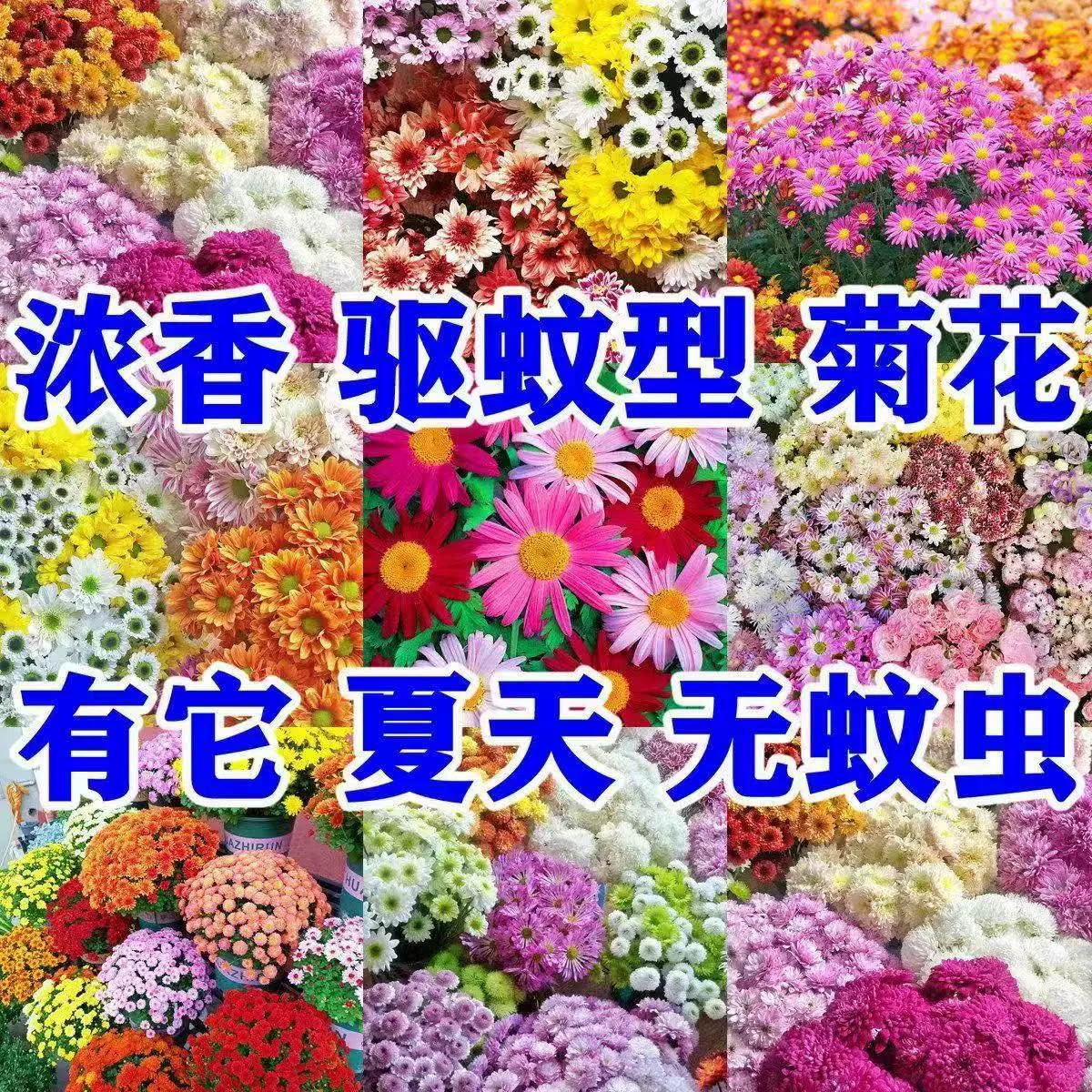 Семена хризантемы легко выращиваются и цветут в любое время года, комнатные семена в горшках от комаров, семена цветов для растений во внутреннем дворе.