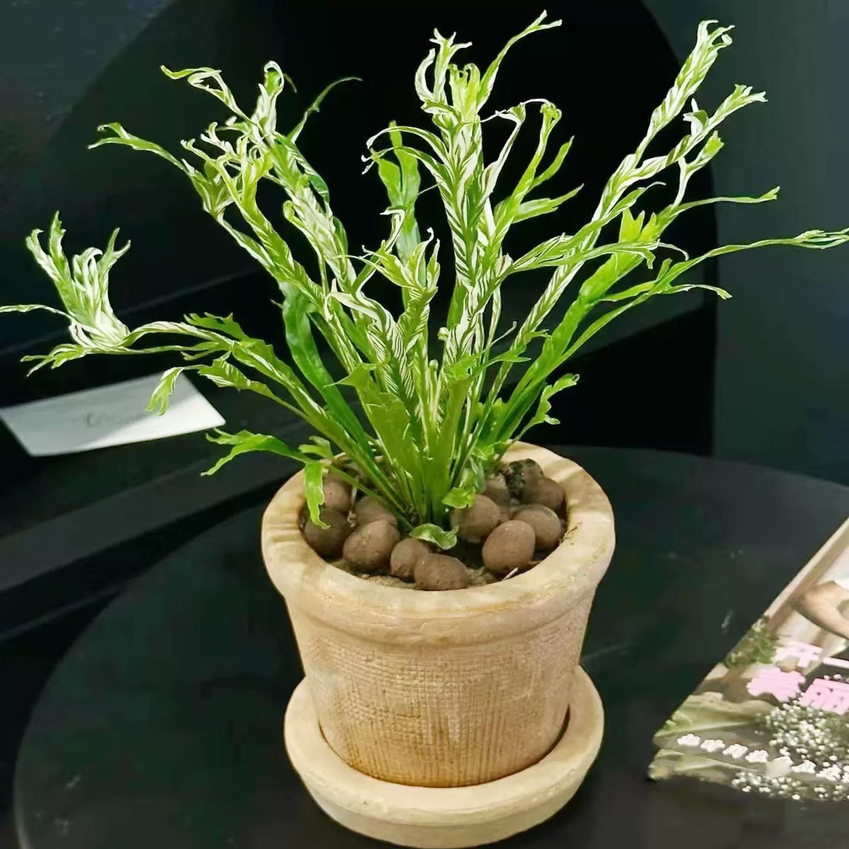 白月光鸟巢蕨盆栽进口花叶绿植桌面阳台室内外四季办公室好养易活