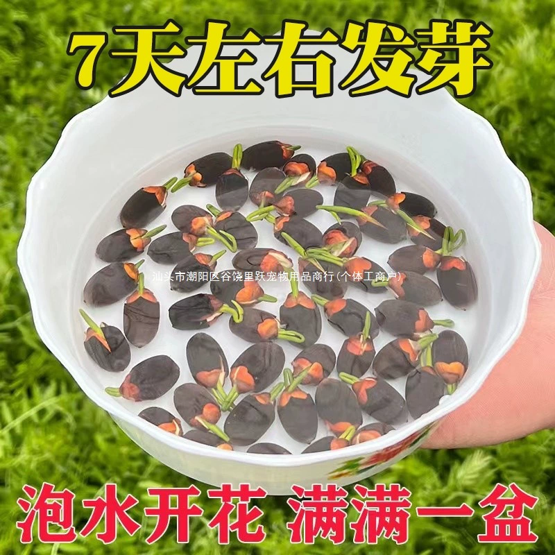 Гидропонные растения в чаше лотоса, комнатные и уличные цветы и зеленые растения, семена, цветущие в четыре сезона, лотос, выращенный в воде, водные питомцы в гостиной.