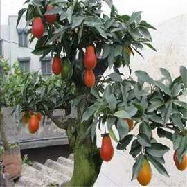 乔木;灌木;盆栽