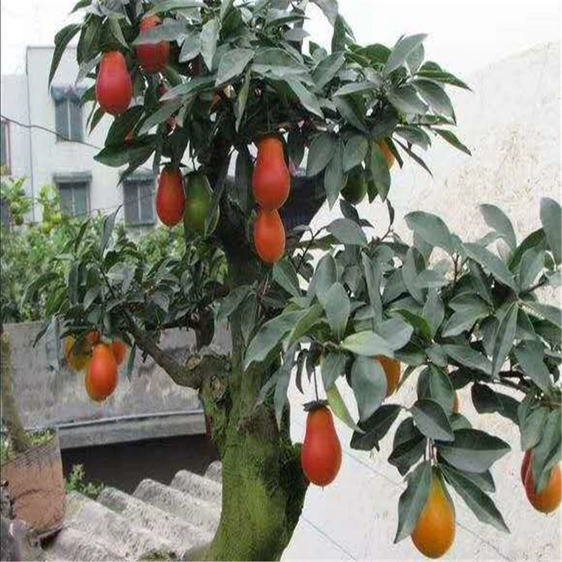 База рассады золотого мрамора оптом Моделирование бонсай юг и север посадка курица красная тыква фрукты саженцы золотого мрамора