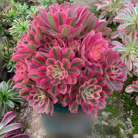 Волшебный брокадный порошок, ведьма, суккулентное растение, брокадный одноглавый ручной комнатный настольный балкон, зеленое растение, цветок в горшке, бутик