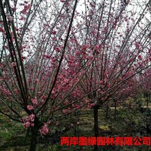 红梅树苗盆栽素心腊梅美人梅榆叶梅盆景浓香型耐寒庭院植物花卉苗
