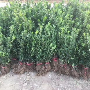 ����ֱ�N�G����ľ�ļ����ඬ�����ͺ��ͺ����~�S��G�h���~�S����