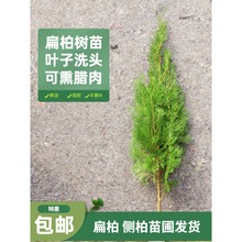 ؘ Ȱ֦شɰؘ~ӿѬDļ