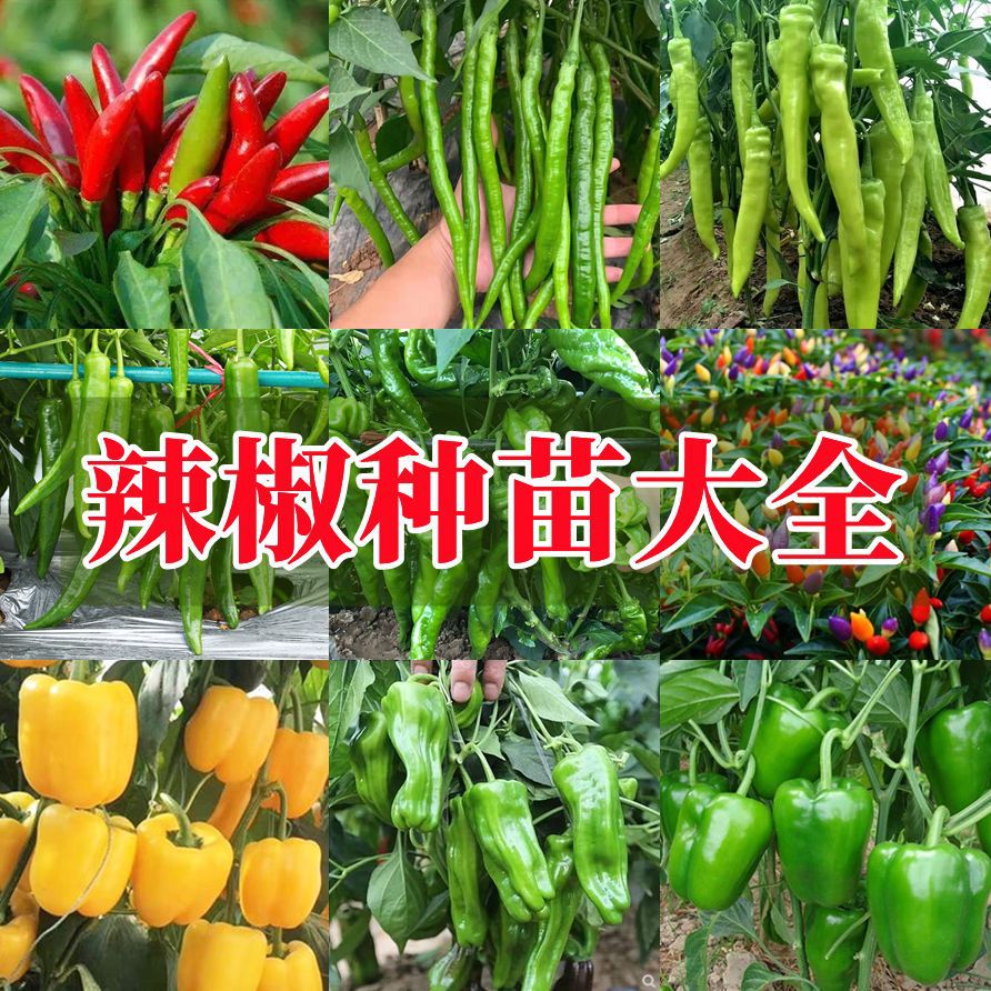 辣椒苗幼苗秧苗朝天椒泡椒线椒小米辣种阳台四季菜苗子苗盆栽高产
