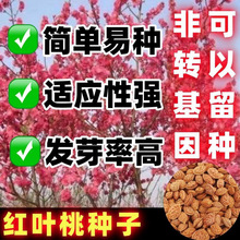 �t�~�ҷN�Ӽt�~���Ҽt���ҷN����ͥԺ�@�ַNֲ���Ե������^�p��