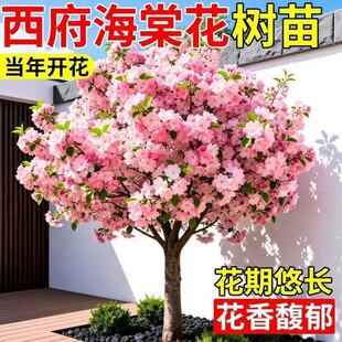 �ش��������Ę���ͥԺ�e�����Դ�䴹�z�����ļ��Nֲ�ͺ��_��ֲ��