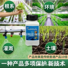 大棚水培烂根防腐微生物污染植物病菌去除用过氧化氢银离子消毒液