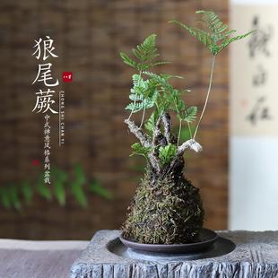 ��βާ������k����̦��̦�\��U�����������ձ�ˮ��Gֲ�辰ֲ��