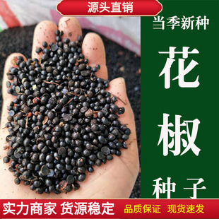 Zanthoxylum Bungeanum Seeds, Newly Harvested Dahongpao, Lion Head, Red Cover, Hemp Pepper Seed Seedlings, Thornless Zanthoxylum Bungeanum Seeds