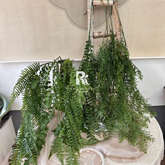 仿真垂掛綠植軟膠波斯葉金魚草天文冬壁掛婚慶弔頂植物牆造景假花